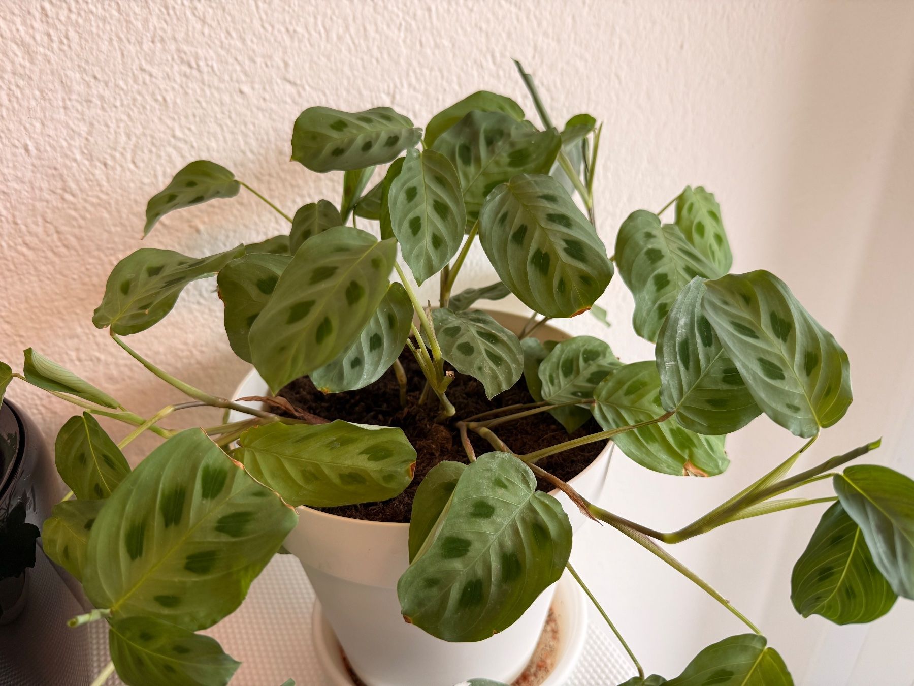 Piante & sementi: 2er Set Maranta Leuconeura – Usato da Allschwil venduto da Irlandelfe85 3