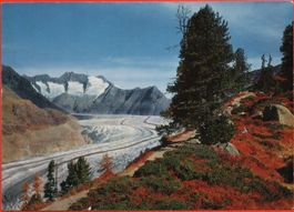 DER ALETSCHWALD am Grossen Aletschgletscher