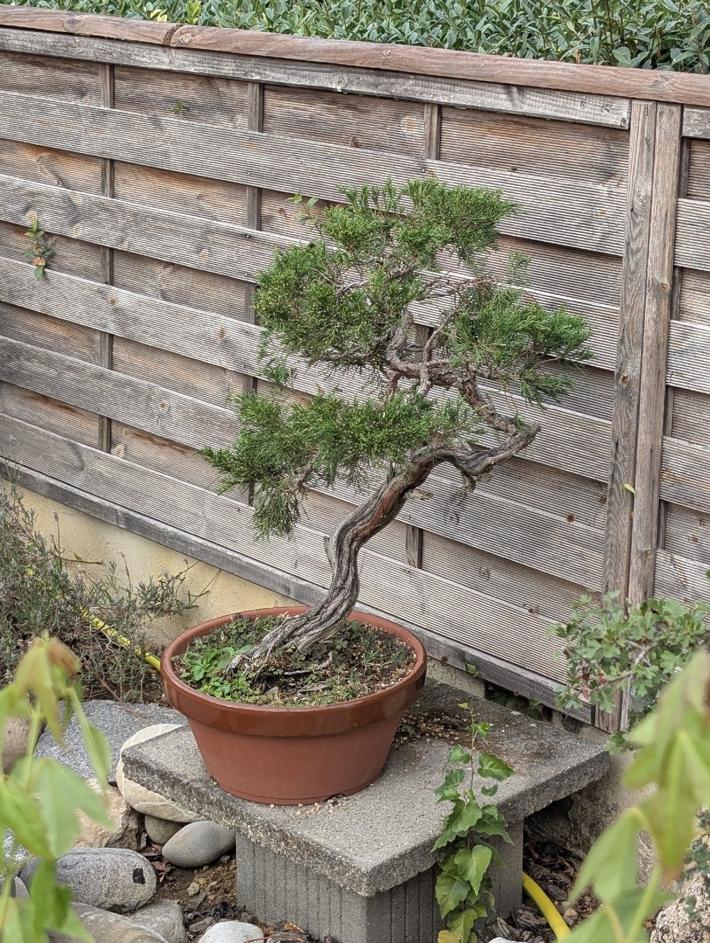 Plantes & graines: Bonsai Wacholder 80cm – D'occasion à Buckten par Aerosolist 2