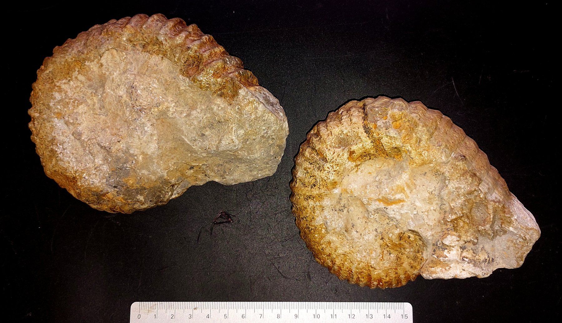 Fossili: zwei schöne Ammoniten aus Marokko – Usato da Thal venduto da wicko 1