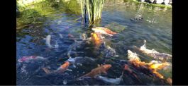 Koi Fische Teichbewohner verschiedene Farben Grösse ca 30-50