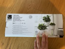 Umbra Triflora Hängetopf-Set, neu für Zimmerpflanze! (