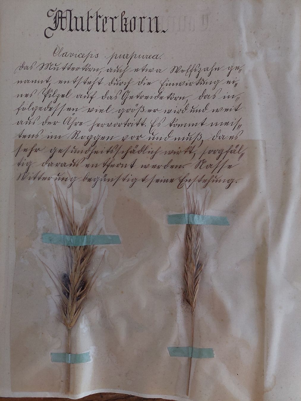 Libri: Herbarium um 1920-1930 – Usato da Hünibach venduto da Raggamuffjn 2