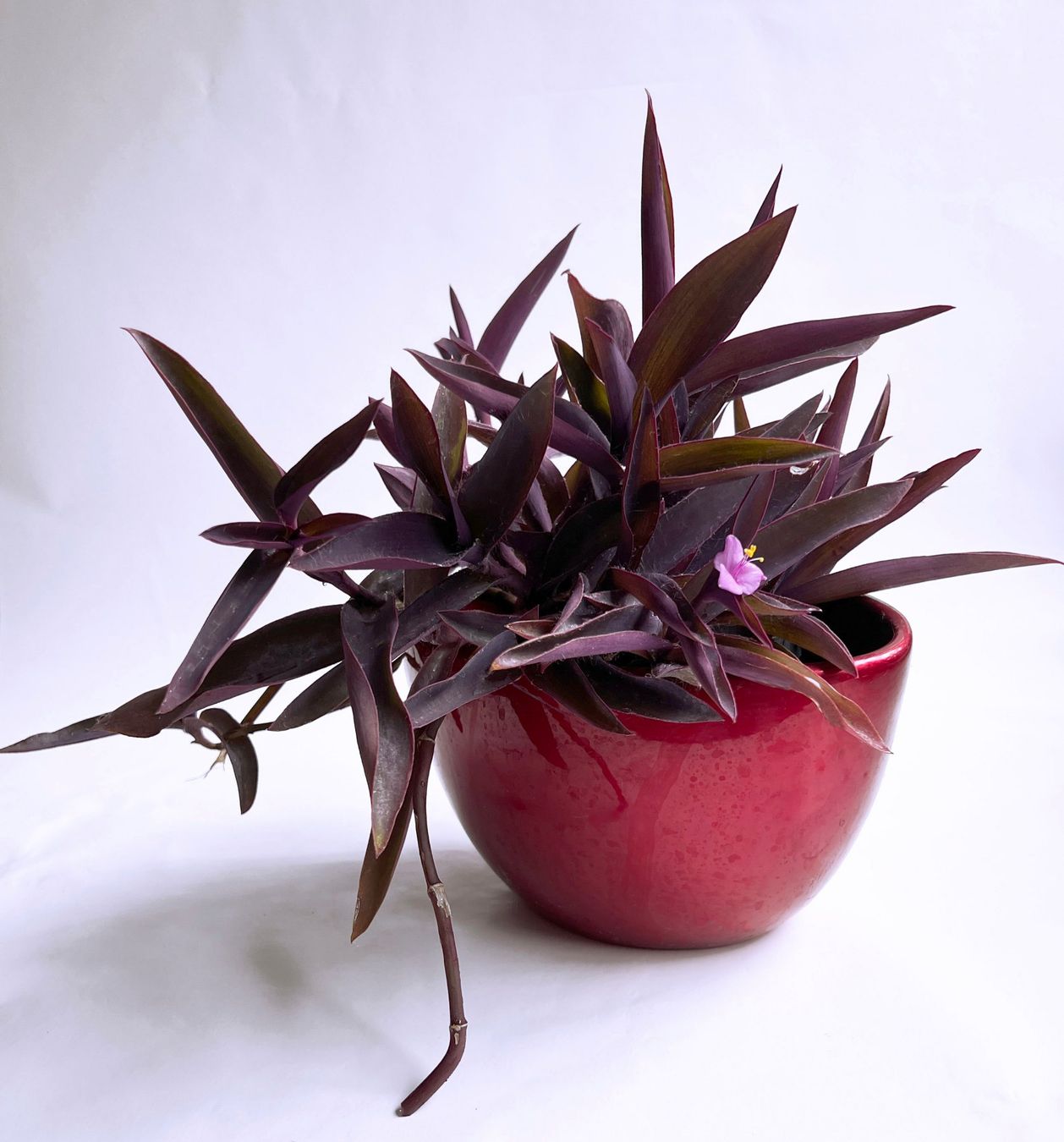 Pflanzen & Samen: Tradescantia Pallida*Rotblatt***** – Neu (gemäss Beschreibung) aus Dübendorf von Orchid18 1