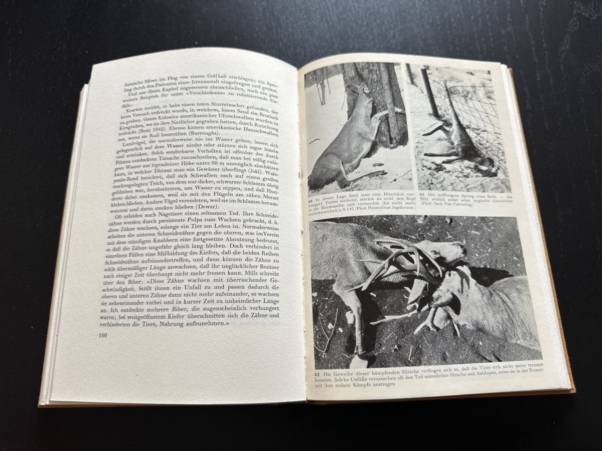 Libri: Seltsames in der Tierwelt – Usato da Erstfeld venduto da Mario_boe0 4