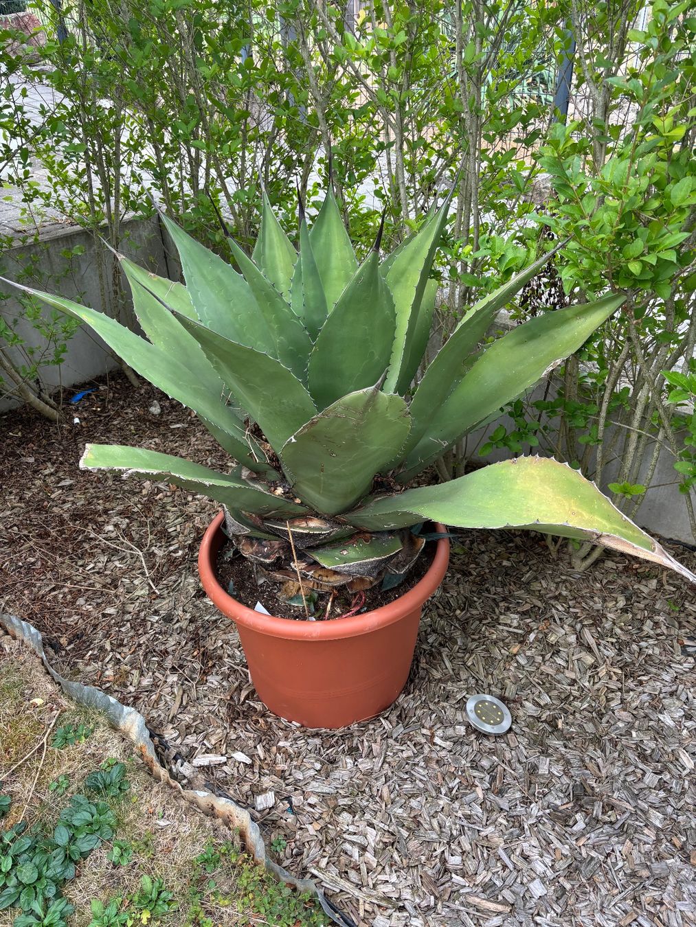 Pflanzen & Samen: Agave – Gebraucht aus Veltheim AG von sunneli_29