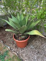 Agave