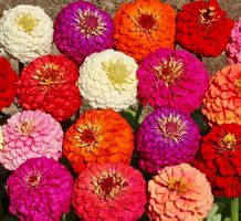 Ab 5.- fr 10 Samen Zinnia LILIPUT MIX 10 Graines Zinnia