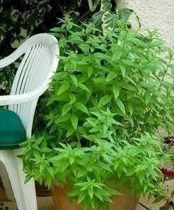 Piante & sementi: Verveine Citronnelle 20cm – Nuovo (secondo la descrizione) da Bremblens venduto da FIBONACCI369