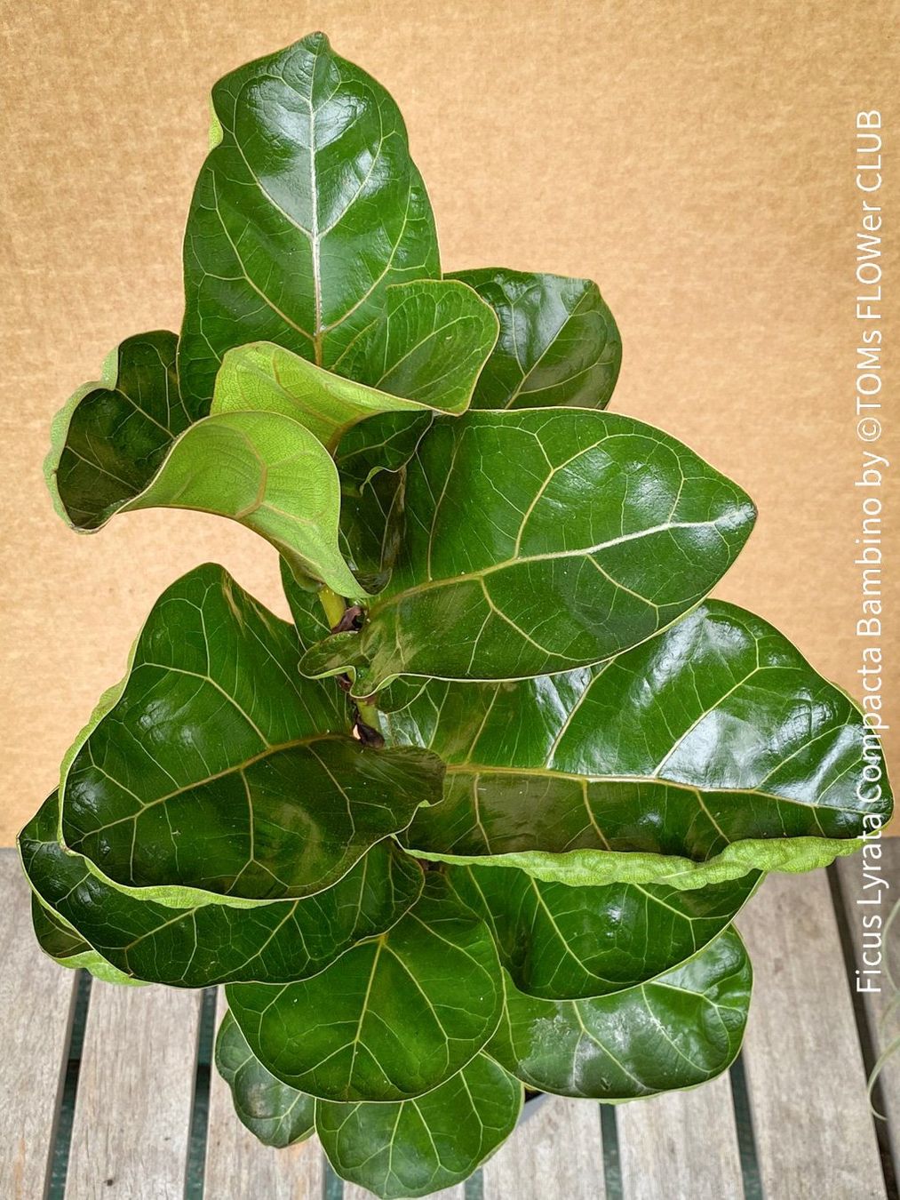 Plantes & graines: Ficus Lyrata Compacta Bambino - stylisches 120cm Bäumchen – Neuf avec emballage d'origine à Adliswil par astom369 3
