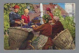 TICINO, COSTUMI, VENDEMMIA, *
