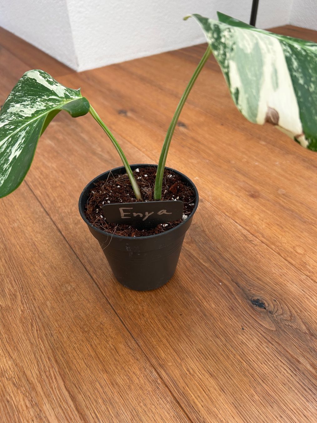 Piante & sementi: Monstera variegata💚 – Usato da Wattwil venduto da Mikesplantshop 2