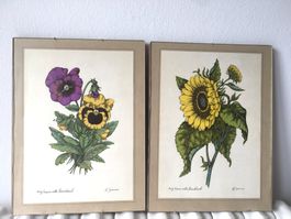 Farben Exsplosion   von  A.Sommer