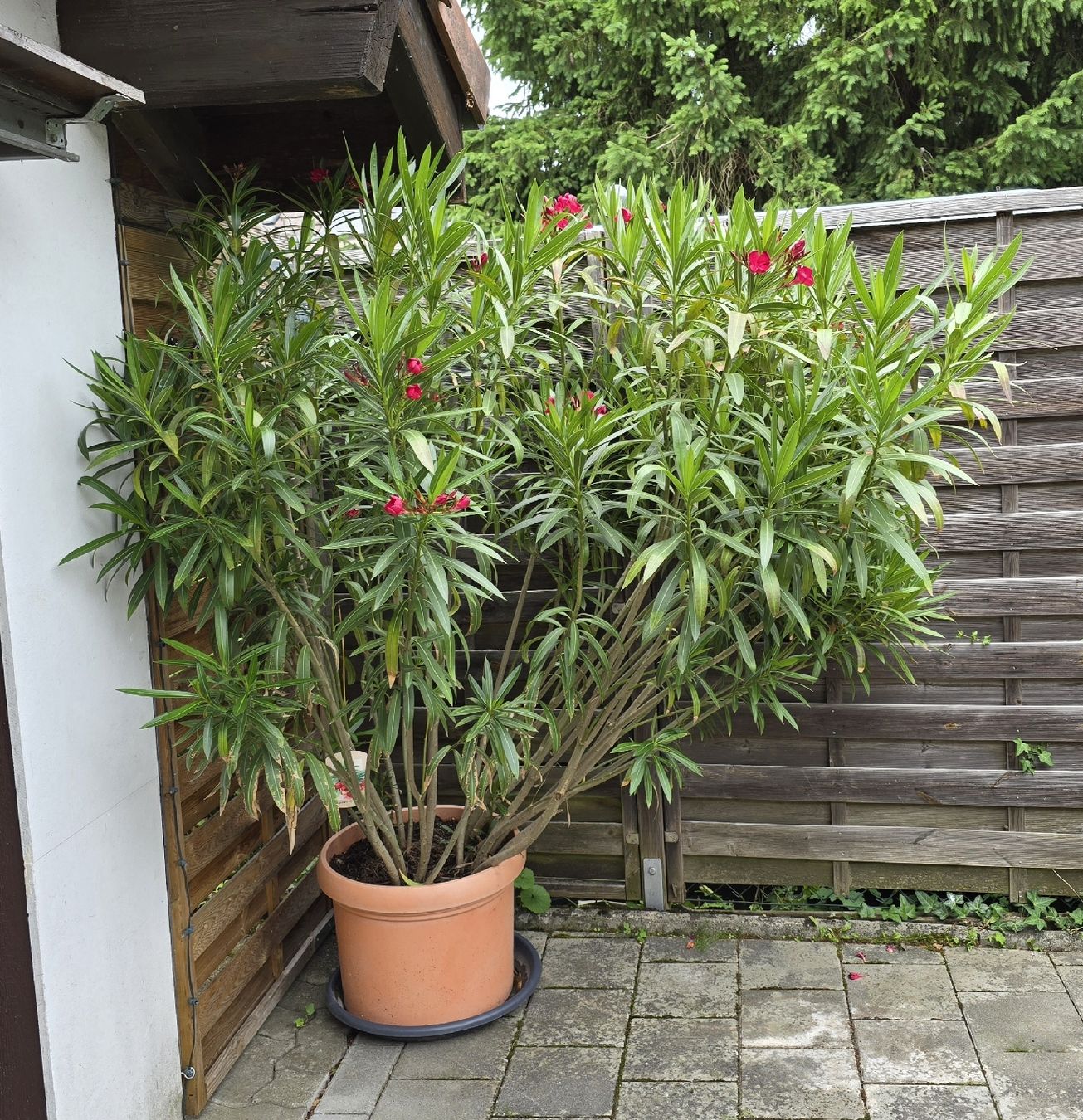 Piante & sementi: Großer, blühender Oleander im Topf – Usato da Aarburg venduto da popkorn65 1