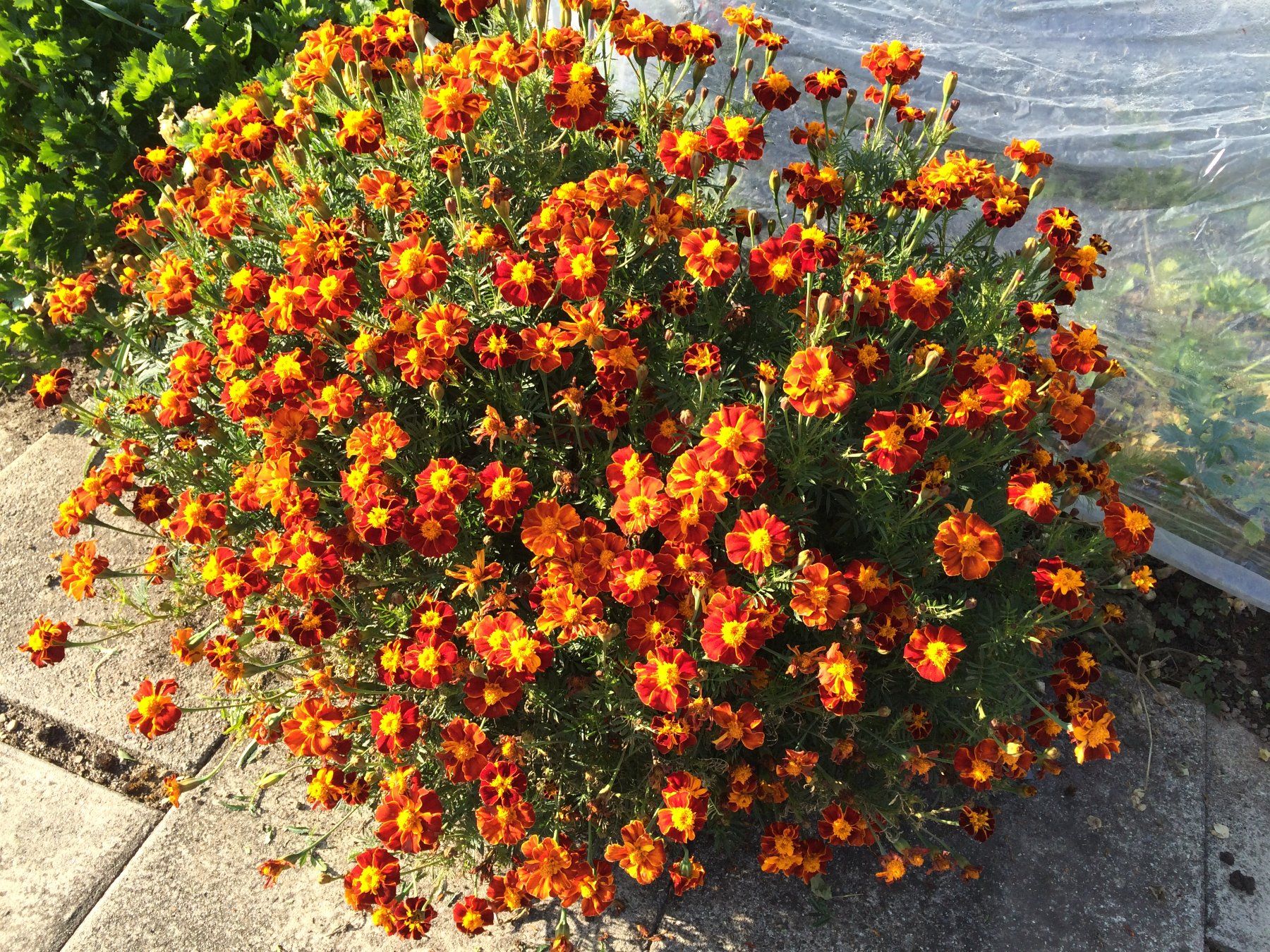 Piante & sementi: arabische Studentenblume - Pflanze! – Nuovo (secondo la descrizione) da Steffisburg venduto da Calceolaria