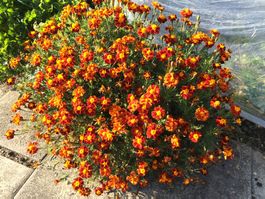 arabische Studentenblume - Pflanze!