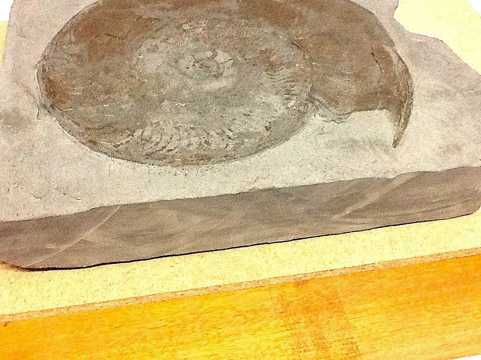 Fossili: Fossilien aus Holzmaden – Usato da Olten venduto da smiples 2