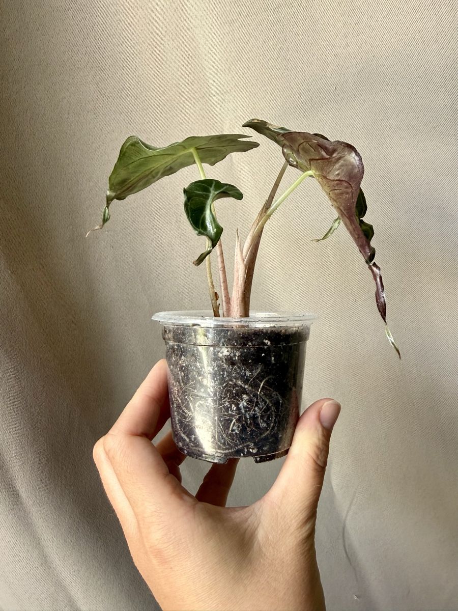 Piante & sementi: 😍 Alocasia Venom  – Nuovo (secondo la descrizione) da La Tour-de-Trême venduto da LyAmy 2