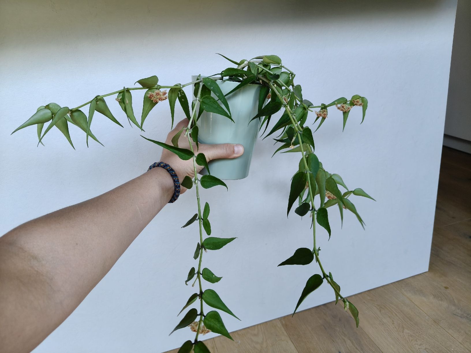 Plantes & graines: Hoya Burmanica – D'occasion à Chamoson par Yuriyaa