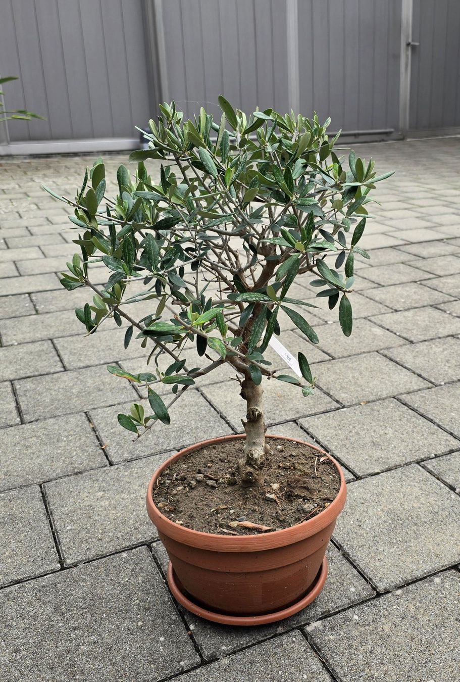 Pflanzen & Samen: Olivenbaum – Gebraucht aus Aarburg von popkorn65 2