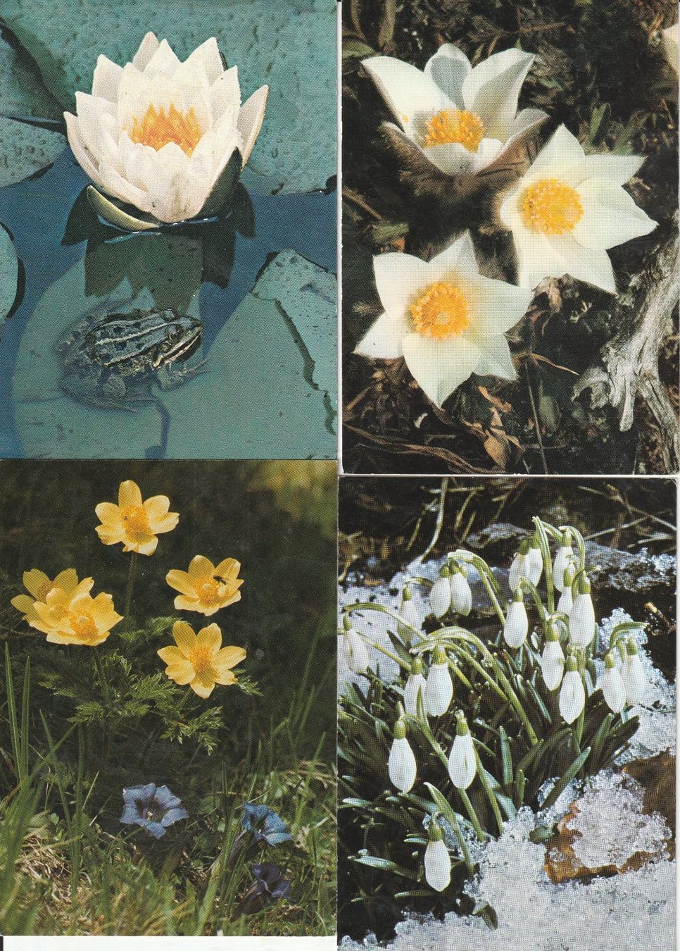 Cartoline postali: 40 Schöne Blummenkarten – Usato da Lumbrein venduto da made02 6