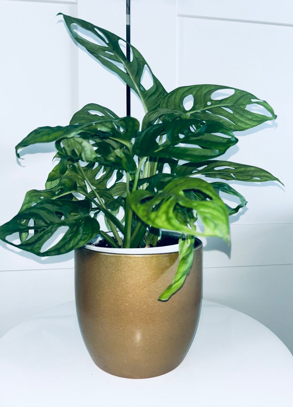 Plantes & graines: Monstera 'Monkey Leaf Monstera adansonii & ceramic cache pot – D'occasion à Kilchberg ZH par malibubeach