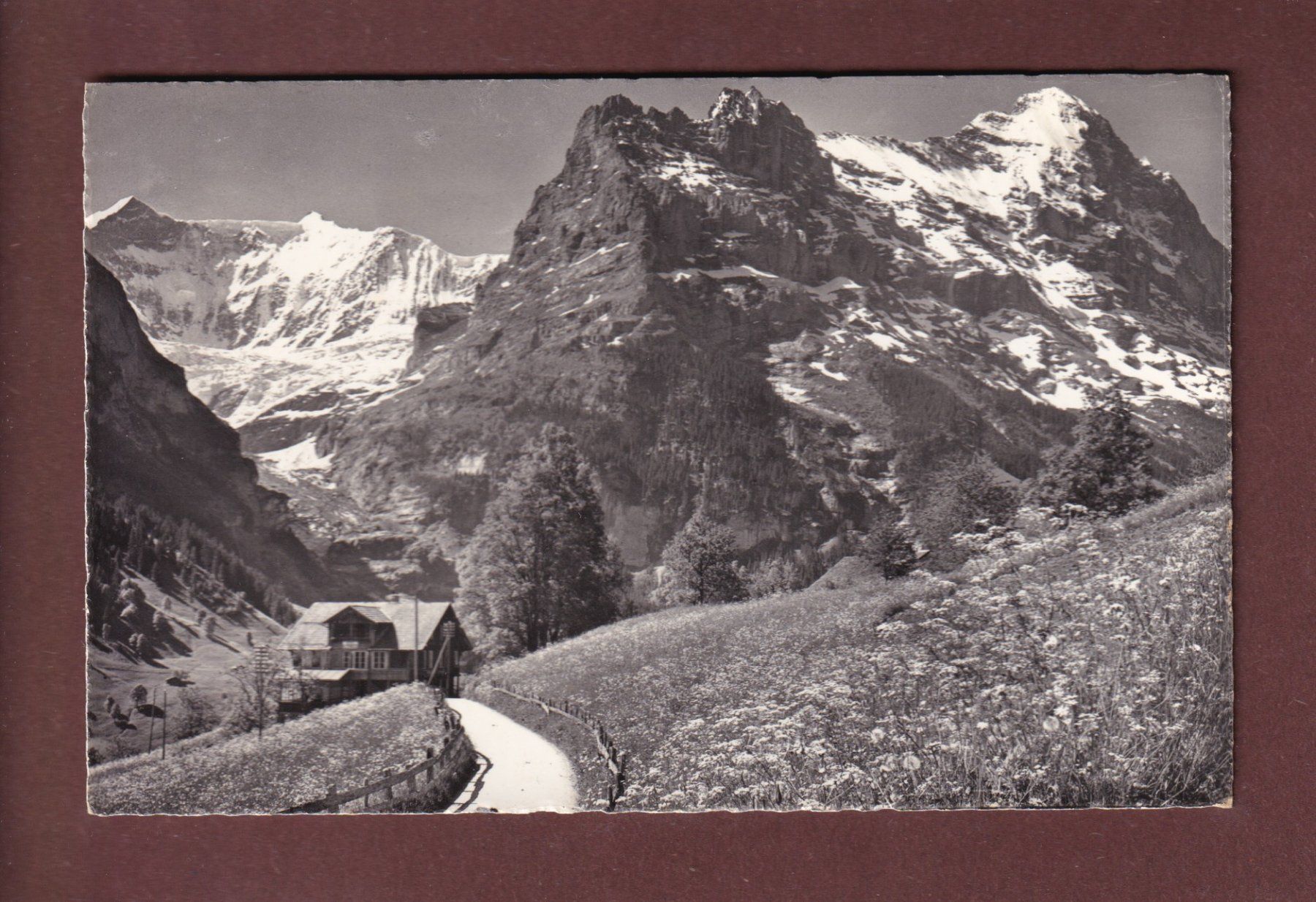 Cartoline postali: GRINDELWALD - Fiescherwand - Eiger - 1964 – Usato da Pully venduto da nicecards-shop