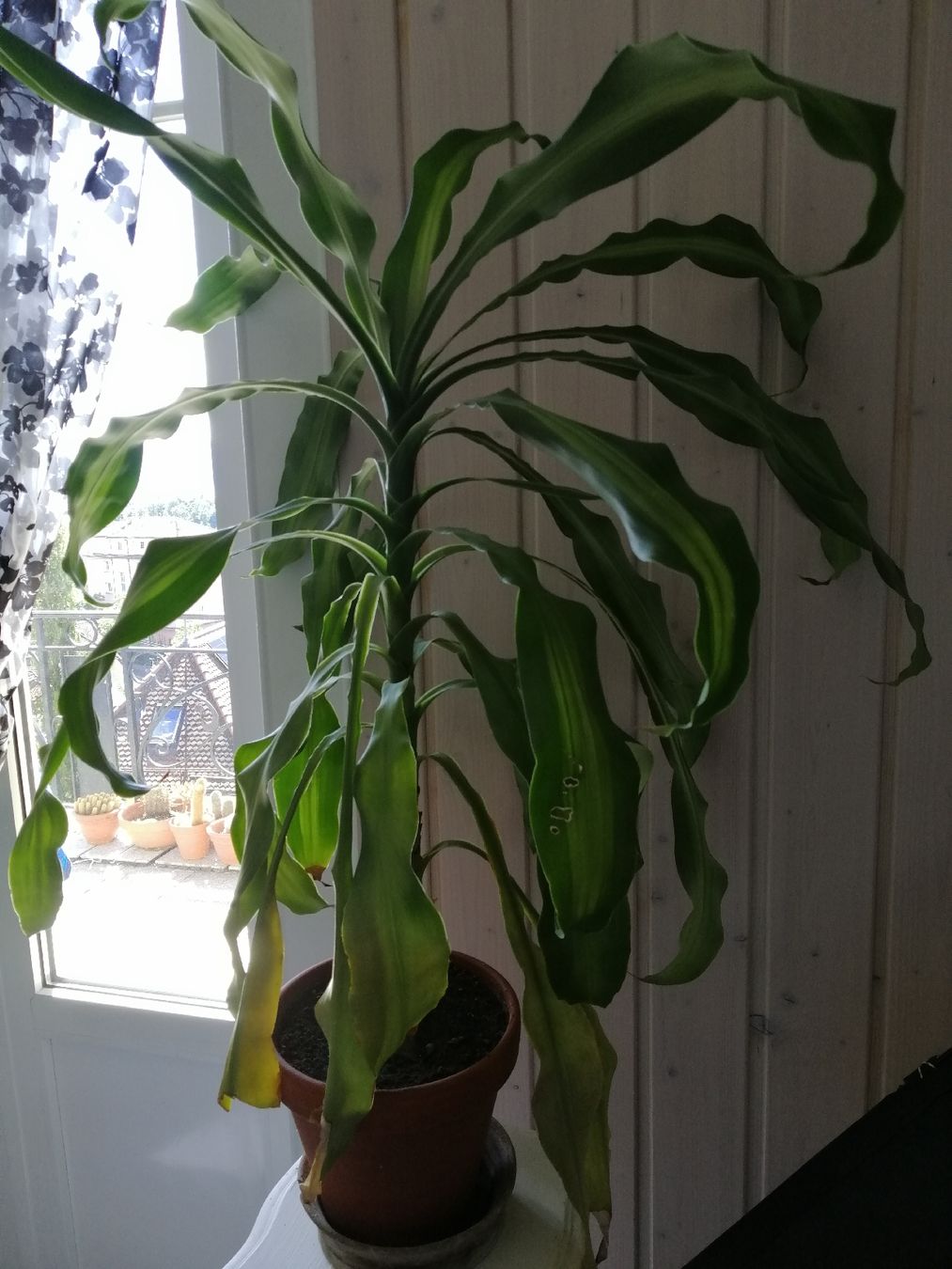 Piante & sementi: Yucca 90 cm avec pot et soucoupe  – Usato da Lausanne venduto da Jdelta 1