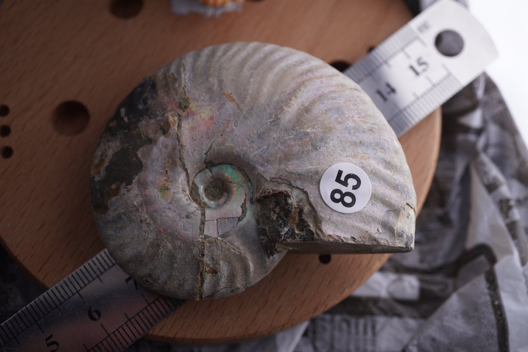 Mineralien & Heilsteine: Ammonit  Opalisiert   Wunderschön  ca  68mm – Neu und originalverpackt aus Eschenbach SG von topstone 2