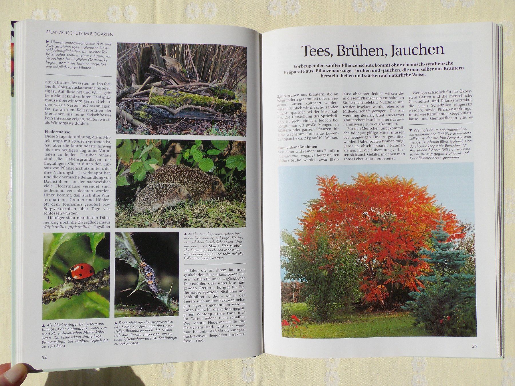 Libri: Der gesunde Biogarten - Das Beste – Usato da Uster venduto da urs_75by 5
