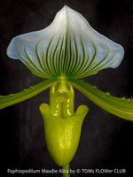 Paphiopedilum Maudiae Alba - grün-weisse Frauenschuh-Orchid