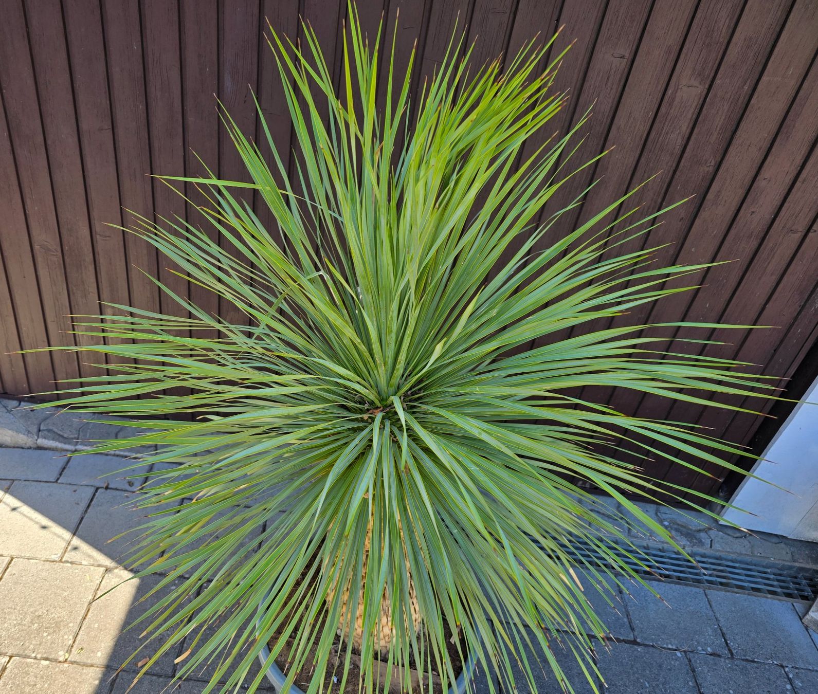 Pflanzen & Samen: Wunderschöne Yucca Rostrata – Gebraucht aus Aarburg von popkorn65 4