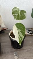 Monstera Variegata