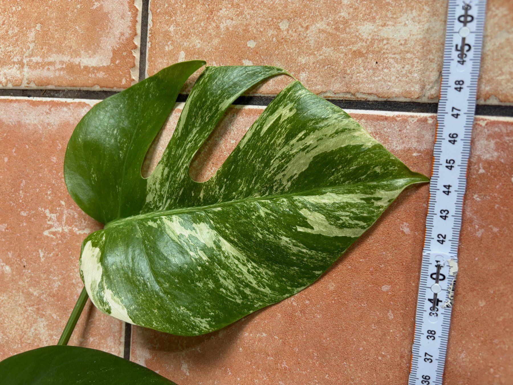 Piante & sementi: Monstera variegata, bewurzelter Steckling – Nuovo (secondo la descrizione) da Winterthur venduto da Aniger 3