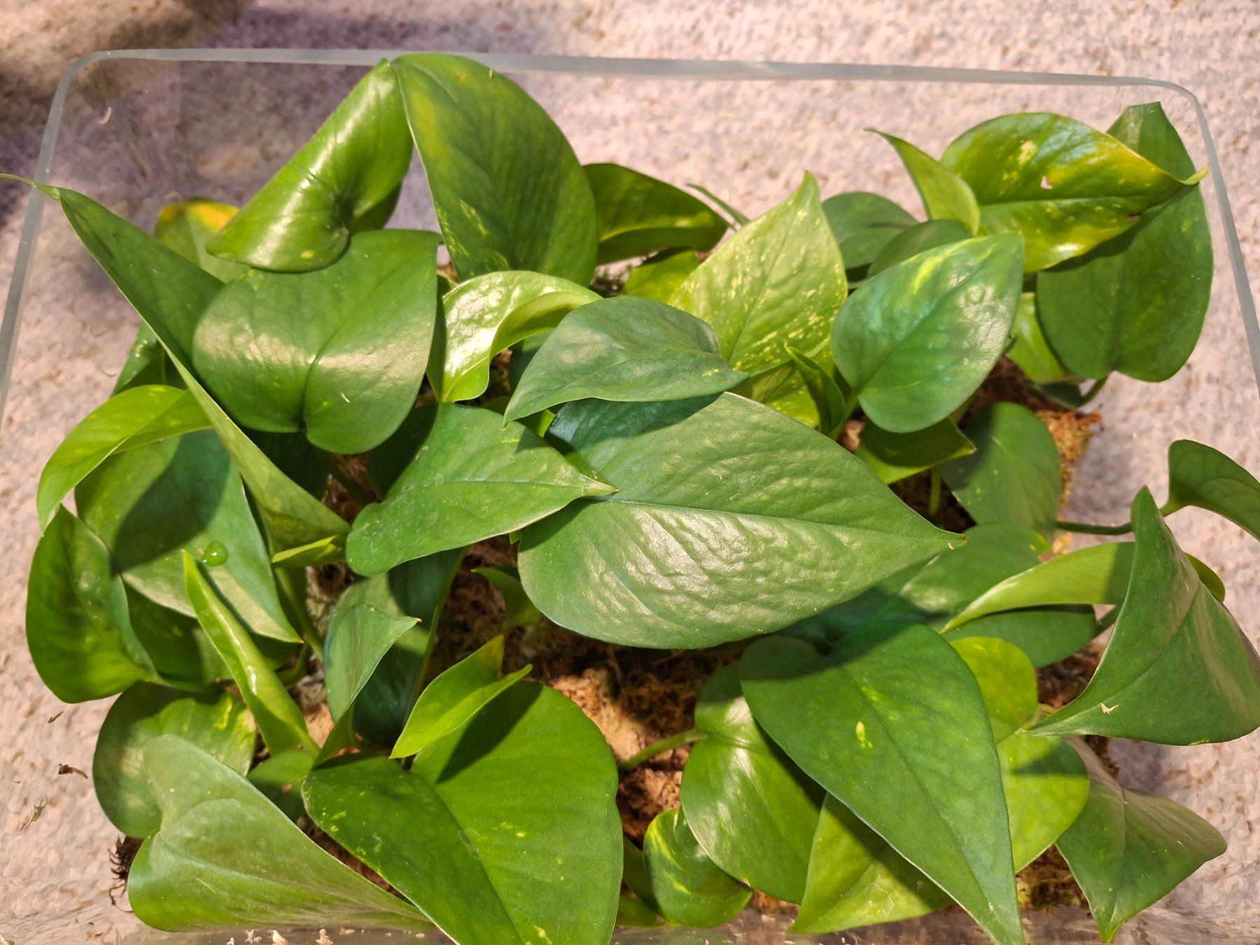 Piante & sementi: Pothos/Efeutute Stecklinge (bewurzelt) – Nuovo (secondo la descrizione) da Wila venduto da mal_e_na