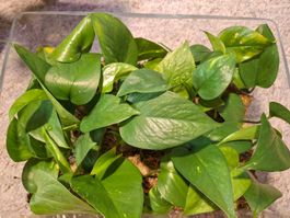 Pothos/Efeutute Stecklinge (bewurzelt)