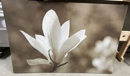 Bild Blume weiss