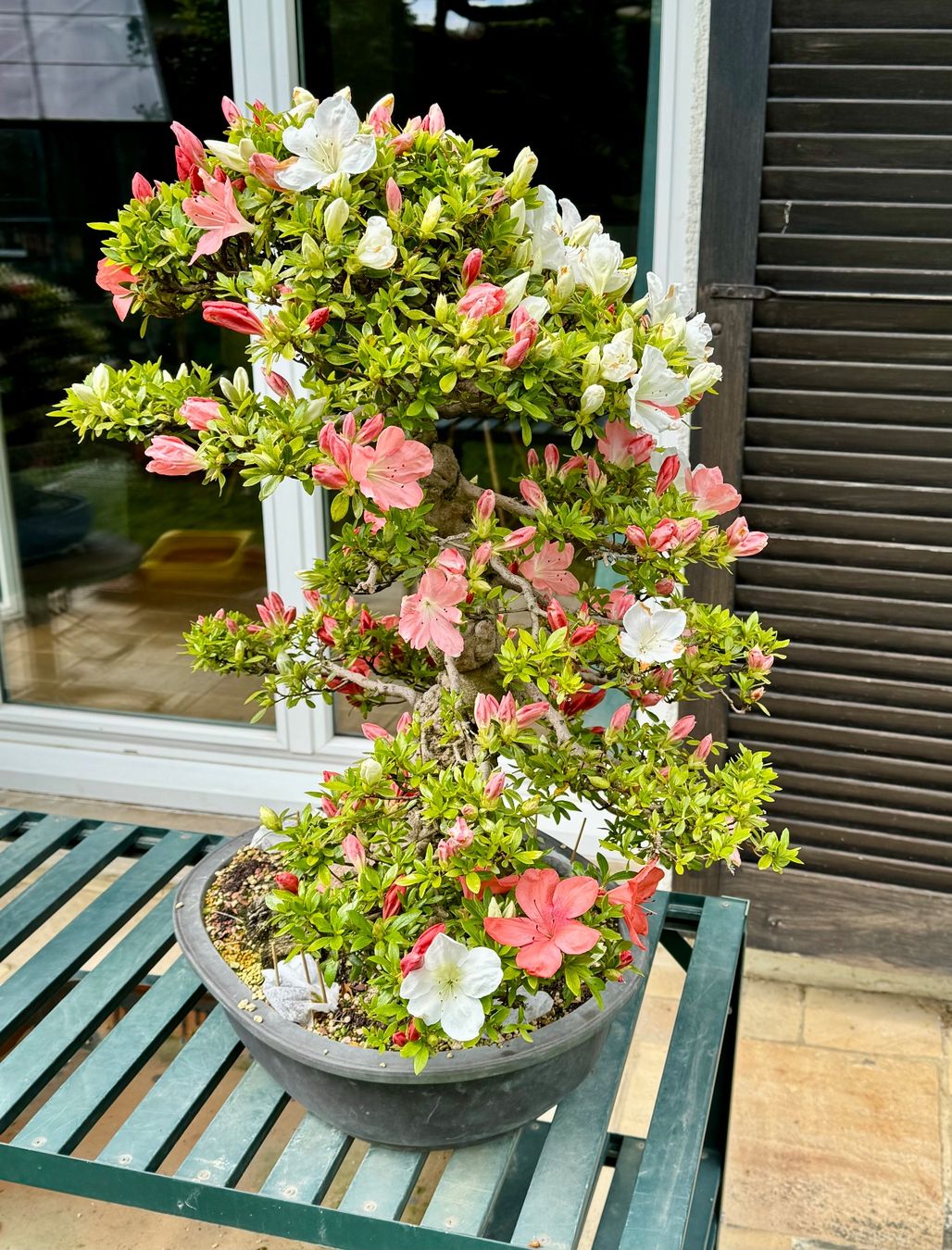 Plantes & graines: Bonsai d'exception solitaire: Azalée de Satsuki – D'occasion à Epalinges par Wimmsi 7