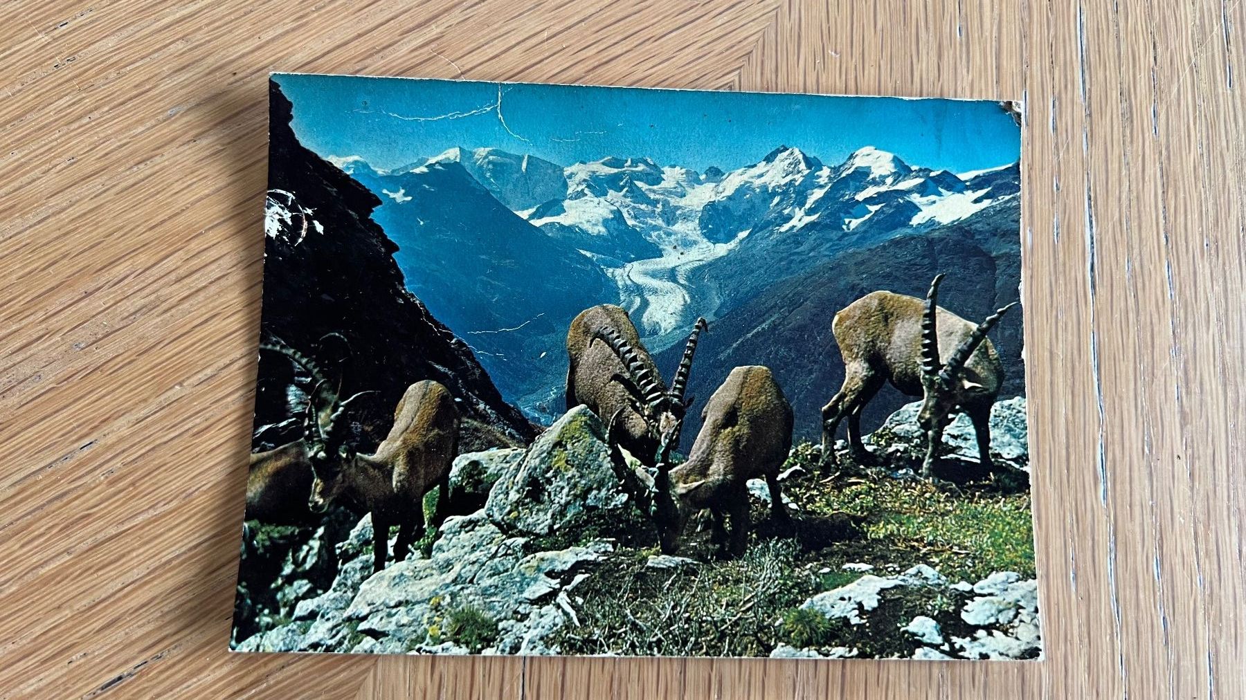 Cartoline postali: Originale Vintage Ansichtskarte Steinböcke/Berninagruppe – Usato da Schübelbach venduto da Dolly990_2