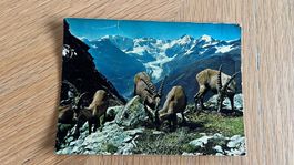 Originale Vintage Ansichtskarte Steinböcke/Berninagruppe
