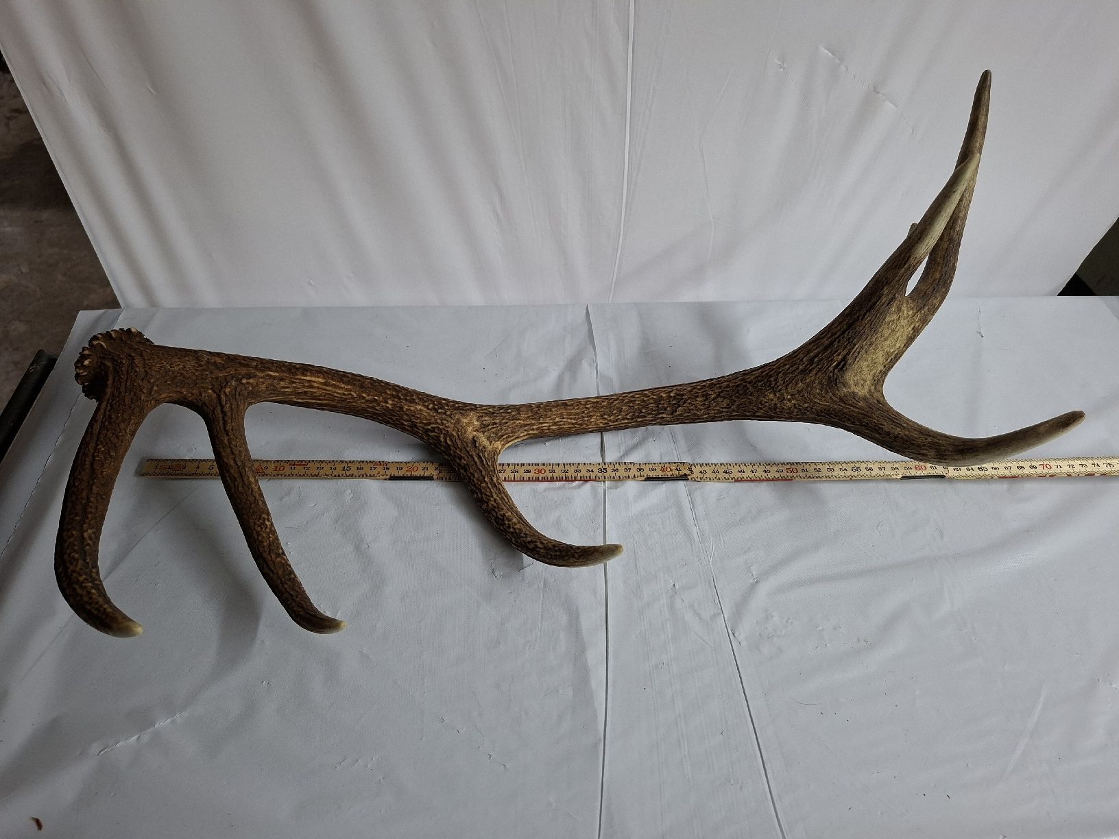 Altre raccolte & rarità: Hirsch Abwurfstange 70cm – Usato da Urnäsch venduto da Ursjack