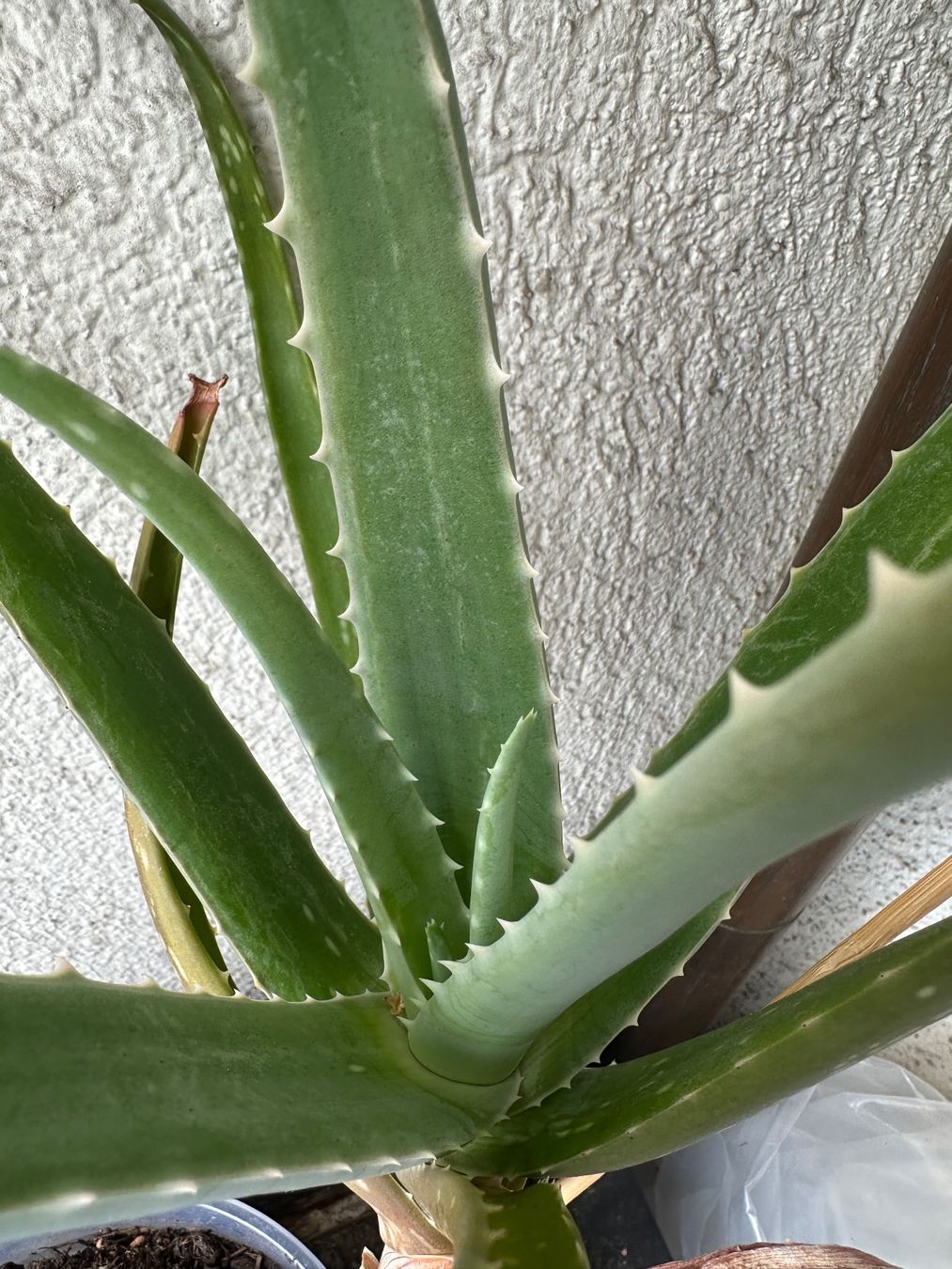 Plantes & graines: Aloe Vera – D'occasion à Zürich par ong8