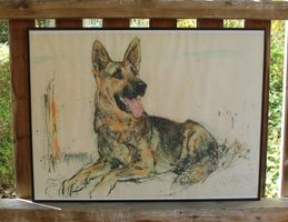Liegender Schäferhund 1967 Fritz Hug Druck 61x81cm im Rahmen