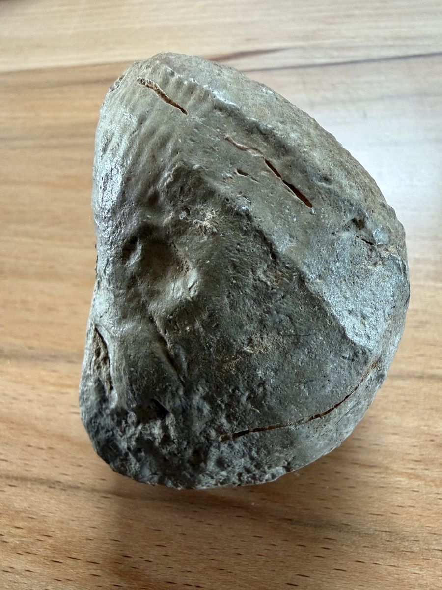Fossili: Versteinerte Herzmuschel – Usato da Grenchen venduto da Bastet007 4