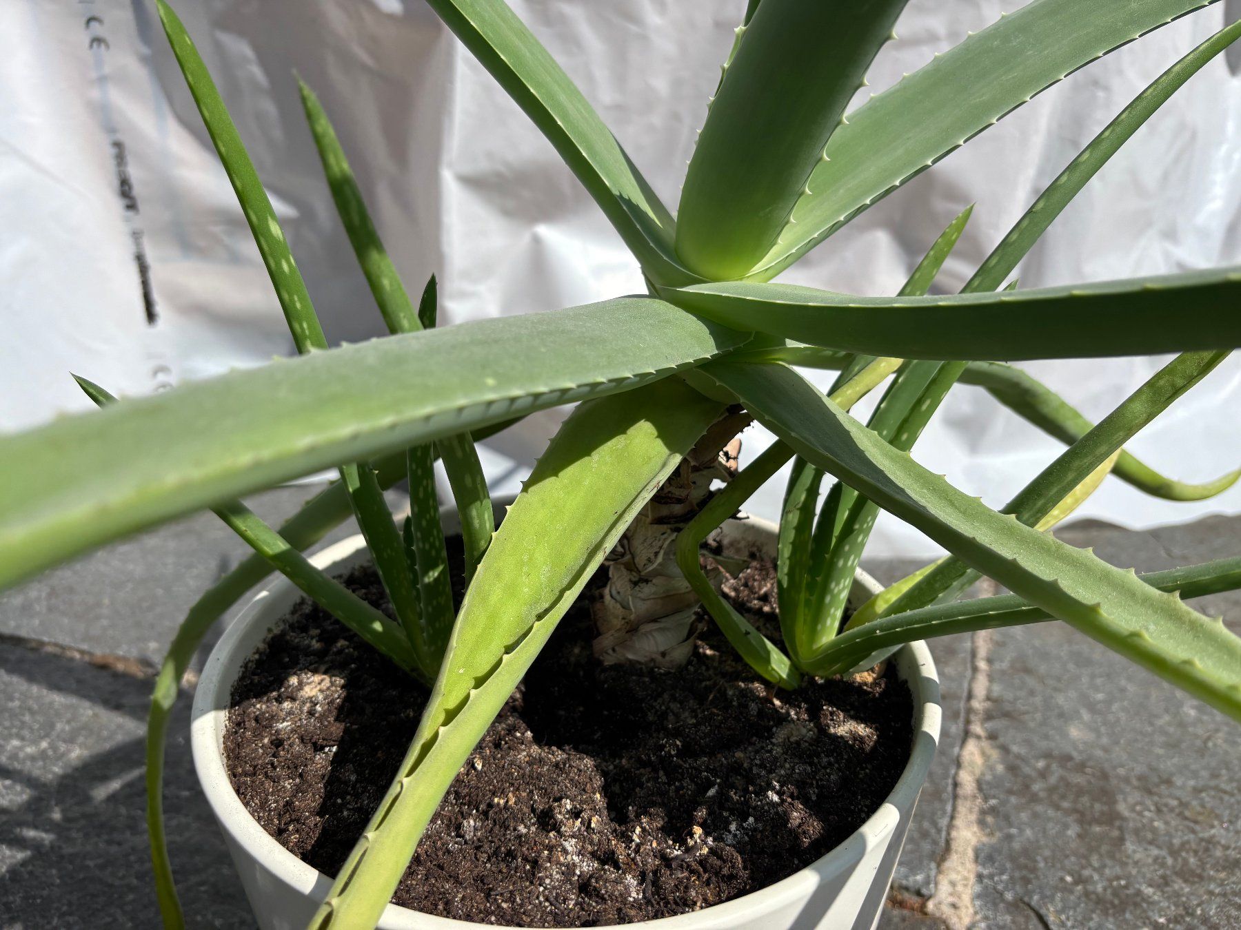 Piante & sementi: Aloe Vera Pflanze mit 2 Ableger – Nuovo (secondo la descrizione) da Rheinfelden venduto da sabine0101 1