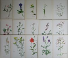 Blumen Atlas / 15 botanische Tafeln mit Beschreibung