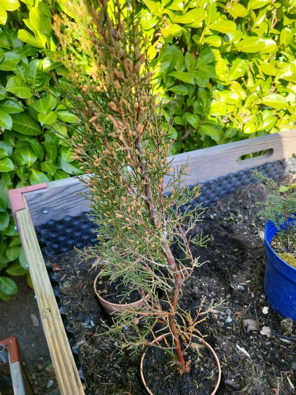 Plantes & graines: Zypresse, winterhart, Garten, Frühling – D'occasion à Wabern par Huki1946 1