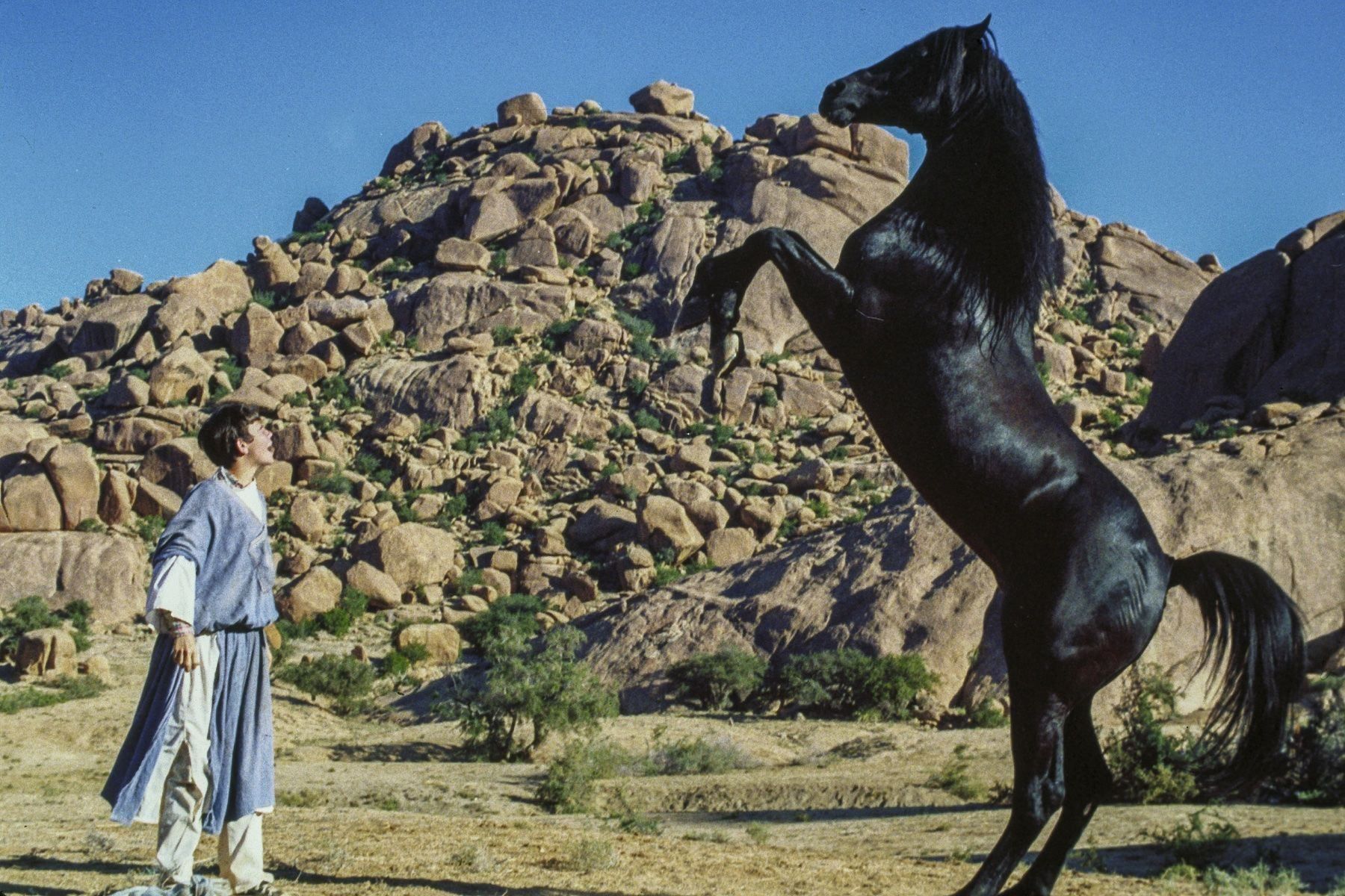 Alle DVDs: The black stallion returns – Gebraucht aus Riehen von M.S.DVD