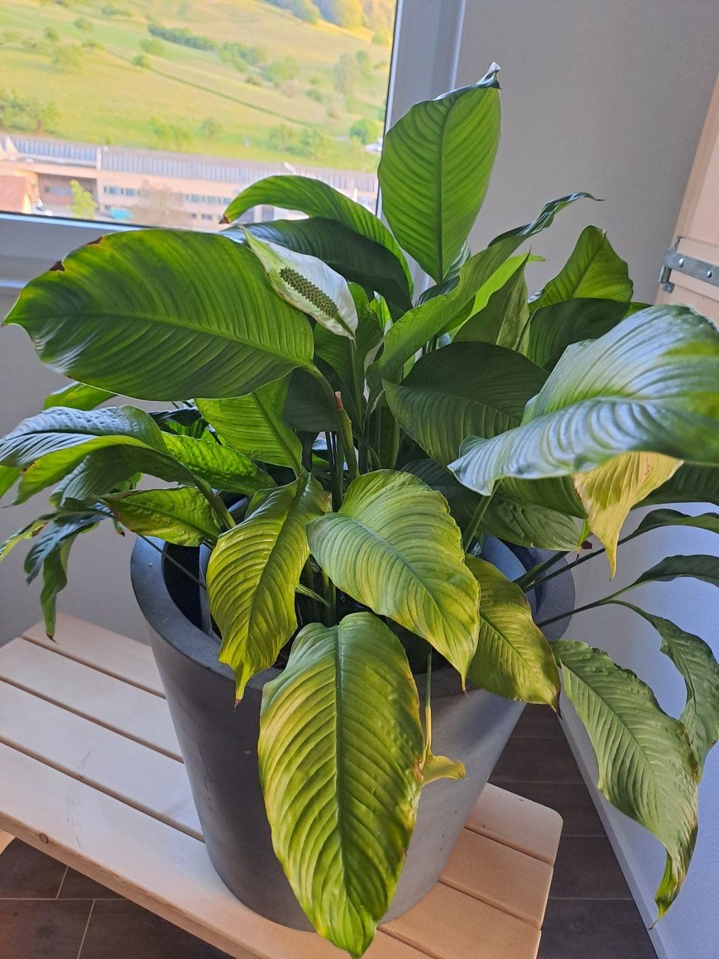 Piante & sementi: Friedenslilie Spathiphyllum – Usato da Nunningen venduto da AngelMagicSaCoCe