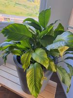 Friedenslilie Spathiphyllum